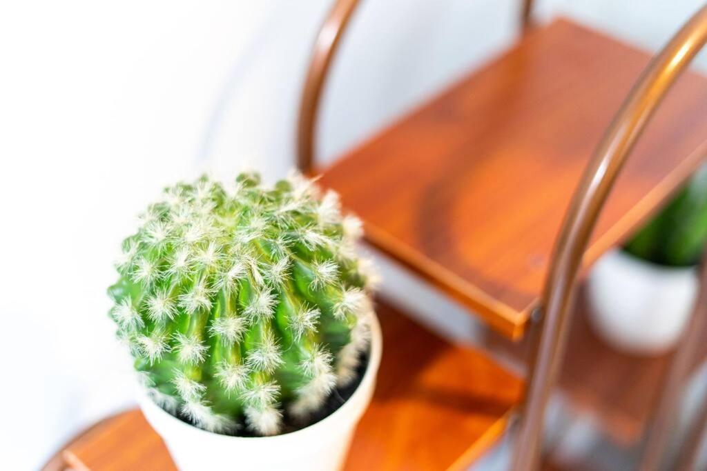 Cacti - Cactyou - Cactus San Antonio Exterior photo